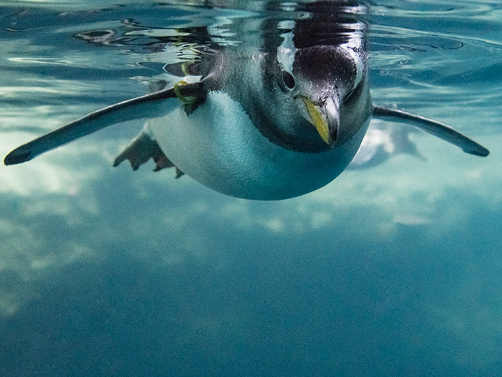 Zoo Basel